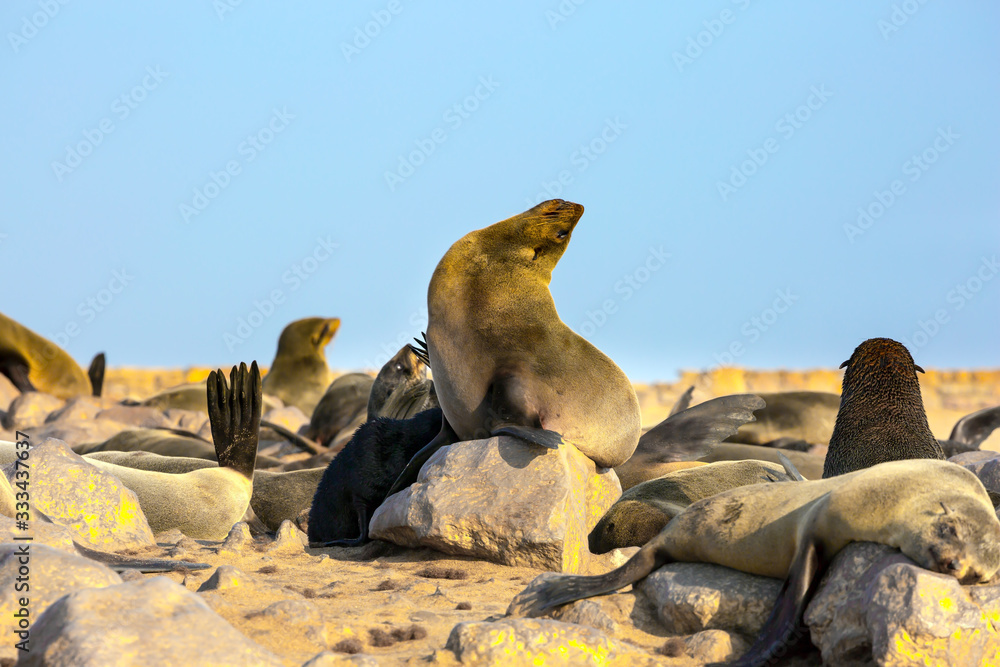Naklejka premium Charming marine mammals