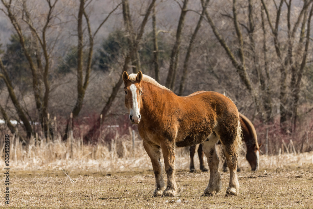 Belgian beautiful heavy draft horse in the corral Belgian beautiful heavy draft horse in the corral