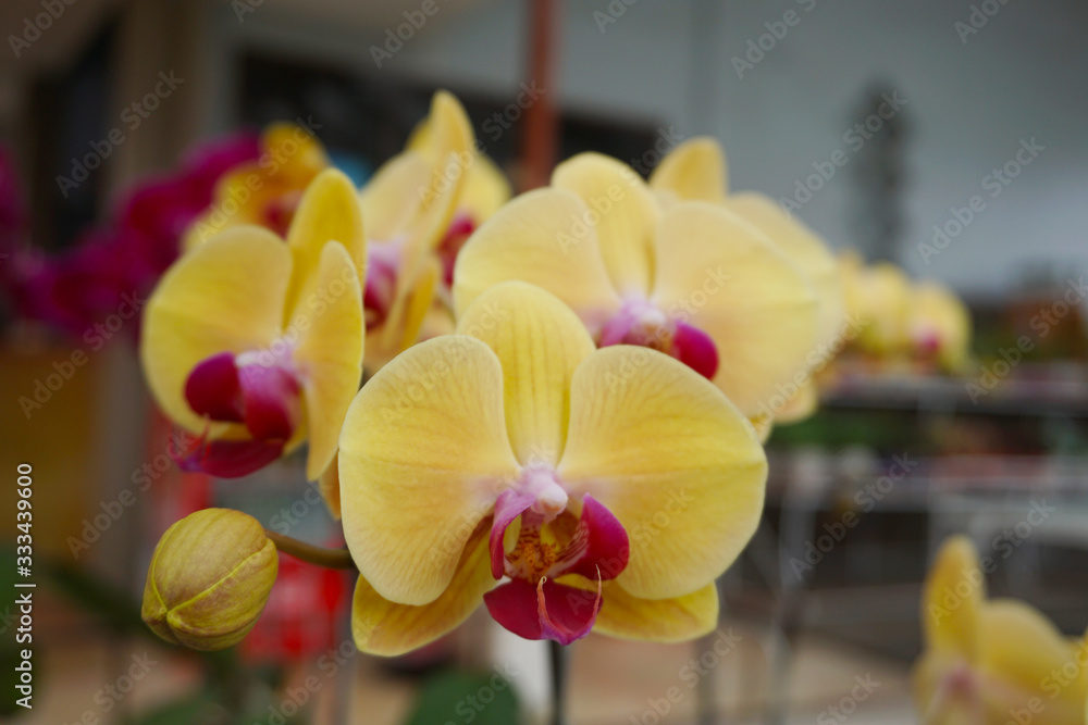 yellow orchid isolated on blur background. Closeup of yellow phalaenopsis orchid yellow orchid isolated on blur background. Closeup of yellow phalaenopsis orchid