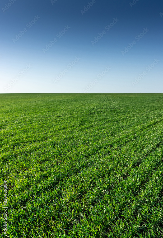 Beautiful landscape vertical photo of a field with young green winter wheat with clear gradient sky, looks like desktop wallpaper for mobile devices
