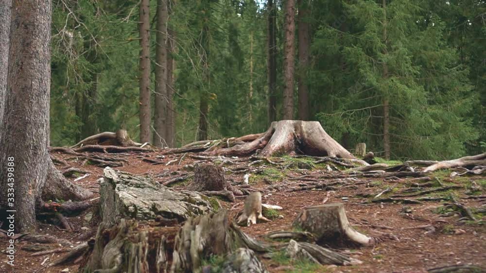 Felling of centuries old trees on slope of alpine Lake Braies, at foot of Italian Dolomite mountains. Destruction of pine forests. Tree stumps, spreading roots. Humility depression wild terrible tale Felling of centuries old trees on slope of alpine Lake Braies, at foot of Italian Dolomite mountains. Destruction of pine forests. Tree stumps, spreading roots. Humility depression wild terrible tale
