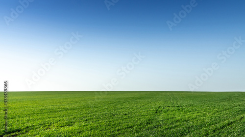 Beautiful landscape photo of a field with young green winter wheat with clear gradient sky, looks like desktop wallpaper