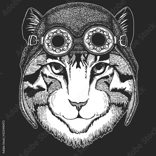 Face of domestic cat. Portrait of animal. Aviator leather helmet. Cute kitty, kitten.