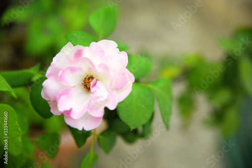 Pink-white Rose flower and green plant
