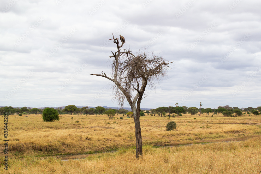Vulture on the top of a tree in the middle of the yellow savannah of Tarangire National Park, in Tanzania