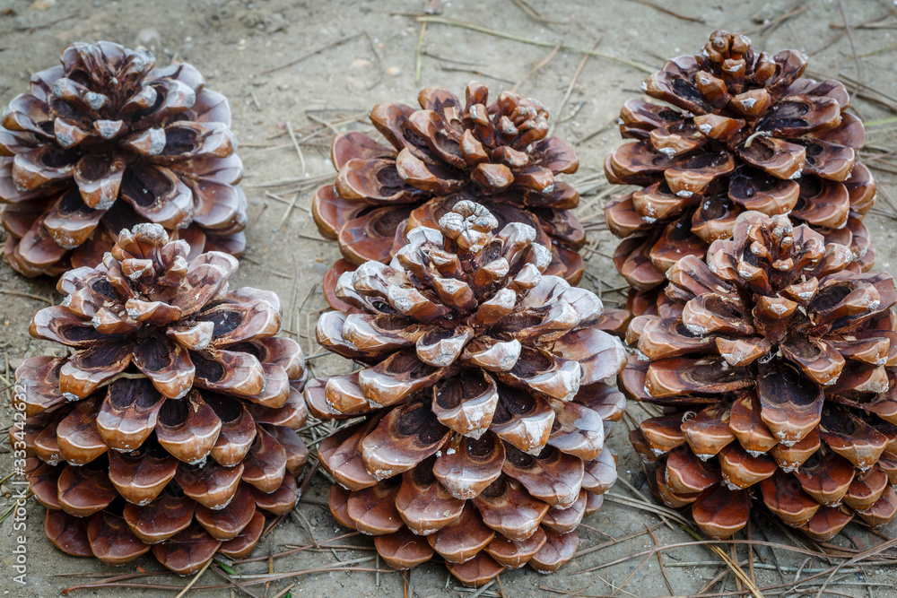 Piñas secas y abiertas de pino piñonero. Pinus pinea. Stock Photo ...