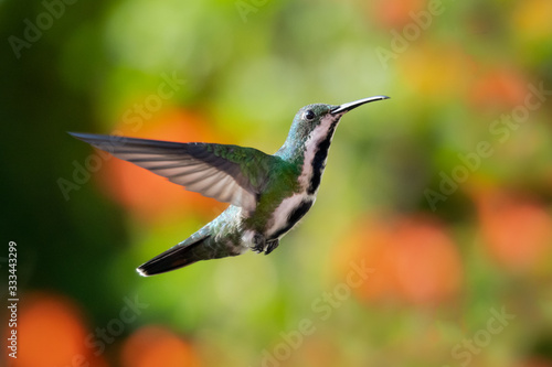 A female Black-throated Mango hovering with a bokeh background.