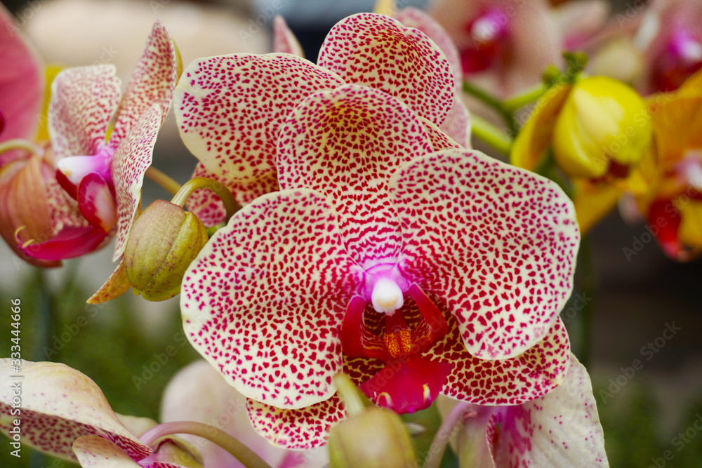 orchid isolated on blur background. Closeup of phalaenopsis orchid. white white Phalaenopsis with pink stripe hybrid orchid isolated on blur background. Closeup of phalaenopsis orchid. white white Phalaenopsis with pink stripe hybrid
