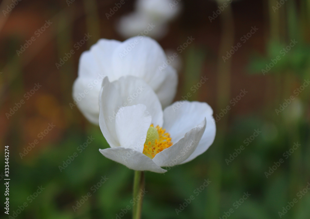 Closeup view of a beautiful white flower of an anemone sylvestris with showered yellow stamens and pollen on a blurred background.It is a perennial plant flowering in spring. Closeup view of a beautiful white flower of an anemone sylvestris with showered yellow stamens and pollen on a blurred background.It is a perennial plant flowering in spring.