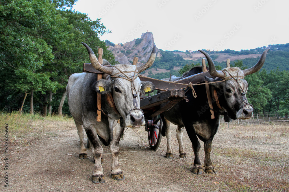 Podolica breed cows with cart in the mountains Podolica breed cows with cart in the mountains