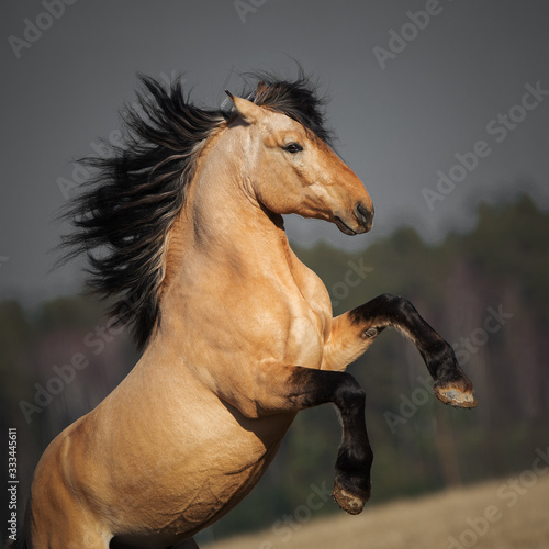Photography Beautiful rearing buckskin horse with long mane on natural dark background, port