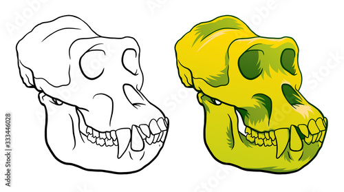 Outline and colour Illustration Gorilla monkey skull, hand-drawn sketch isolated on white background.