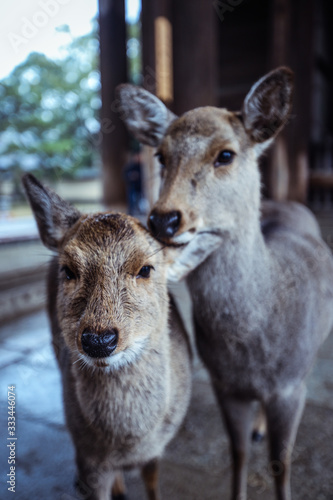 Many Wet Wild Deers in the Nara Park, Japan © Dave