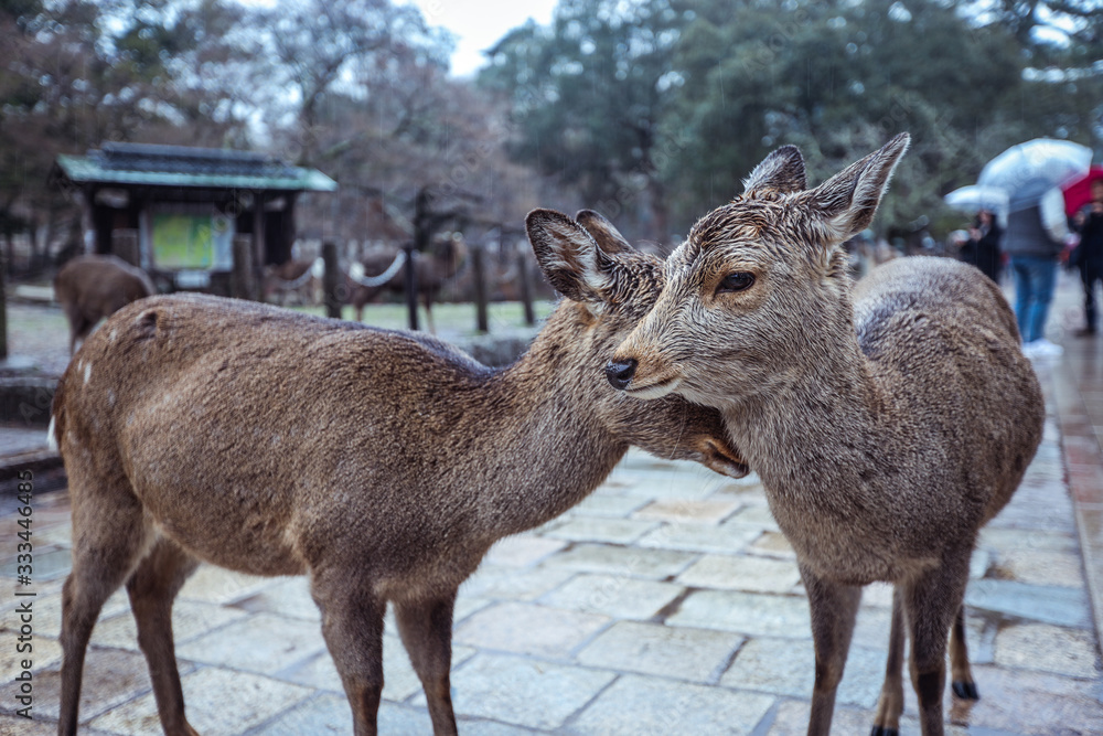 Many Wet Wild Deers in the Nara Park, Japan Many Wet Wild Deers in the Nara Park, Japan