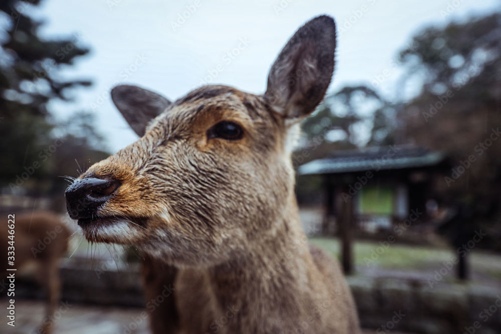 Wet Wild Deer in the Nara Park, Japan Wet Wild Deer in the Nara Park, Japan