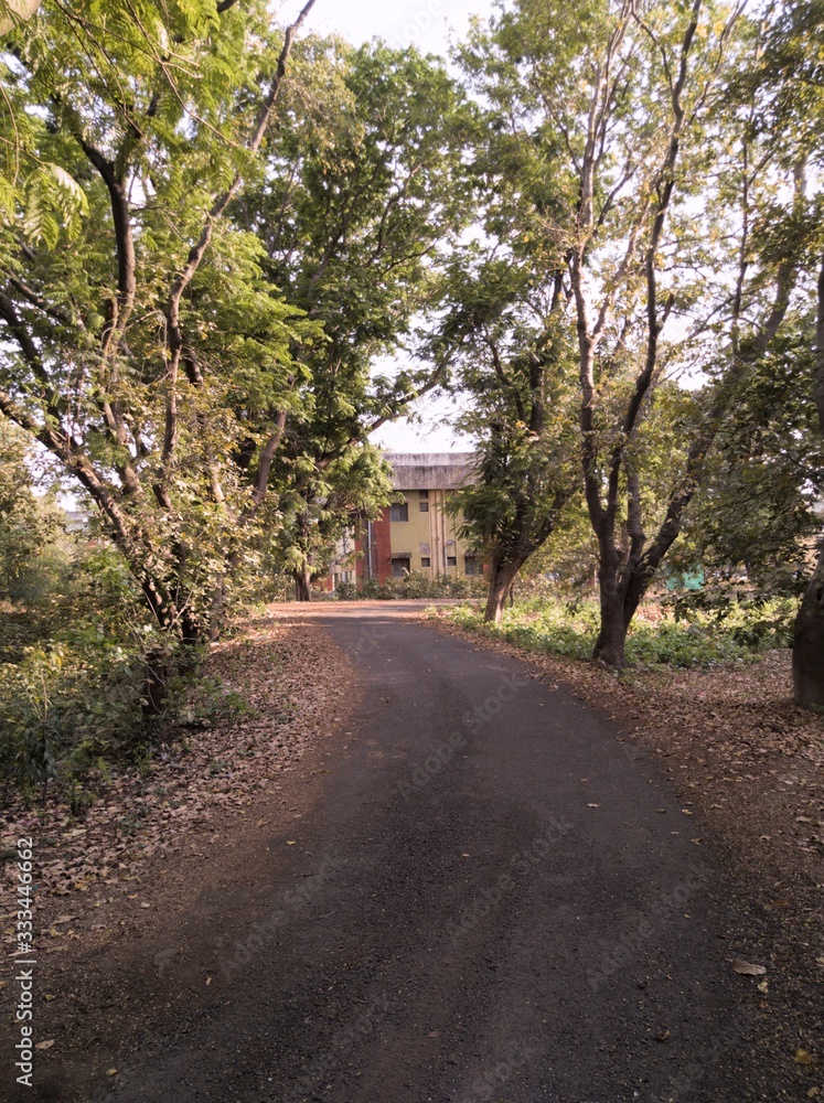 Fototapeta premium alley in park