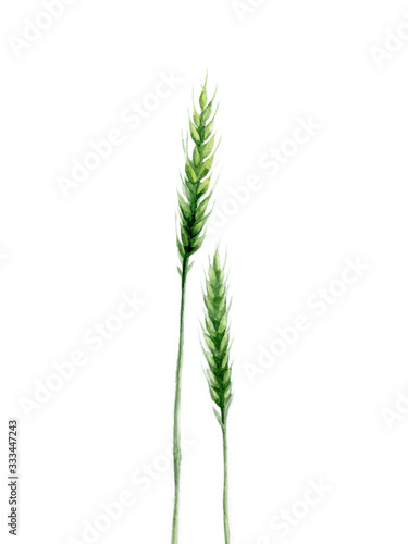 Green wheat ears. Plant detail for card, postcard, invitation, greeting, pattern. Watercolour botanical illustration on white background.