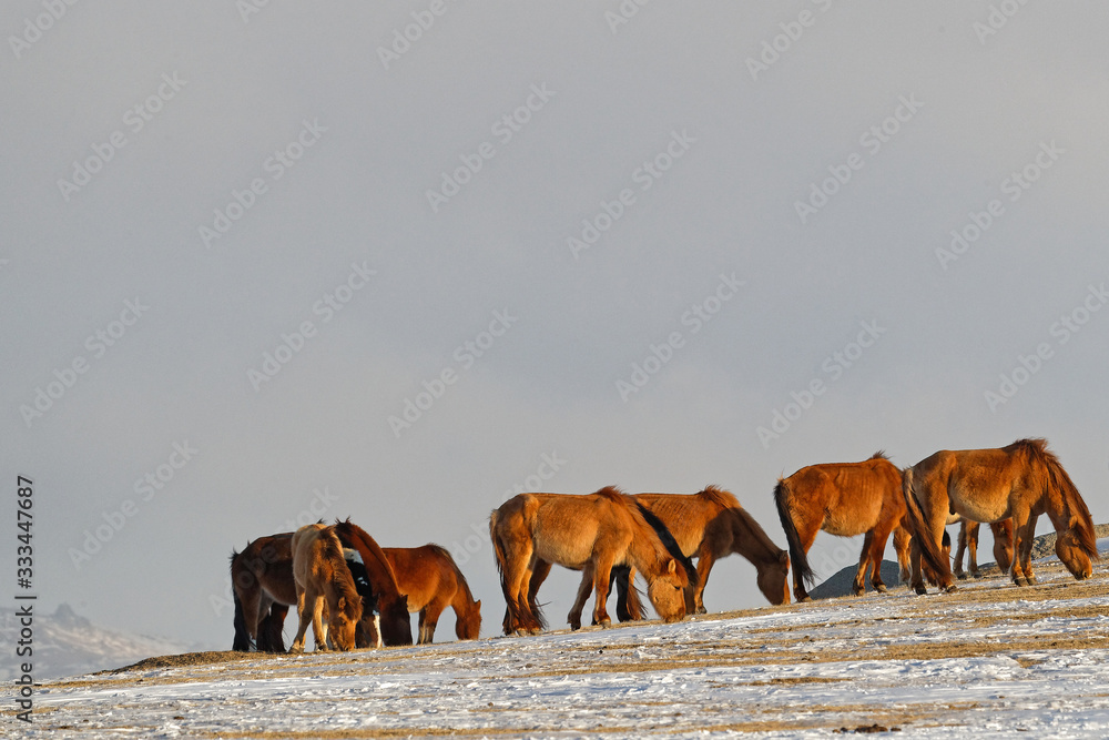 Wild horses herd in the desert during Mongolian winter Wild horses herd in the desert during Mongolian winter