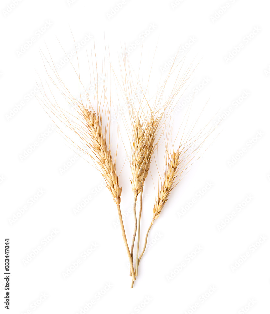 barley grains isolated on white background