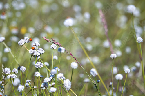 Orange ladybug on the blooming white flower field.