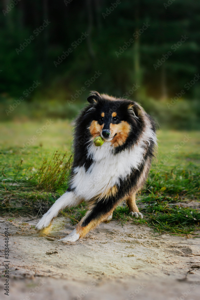 Collie Collie