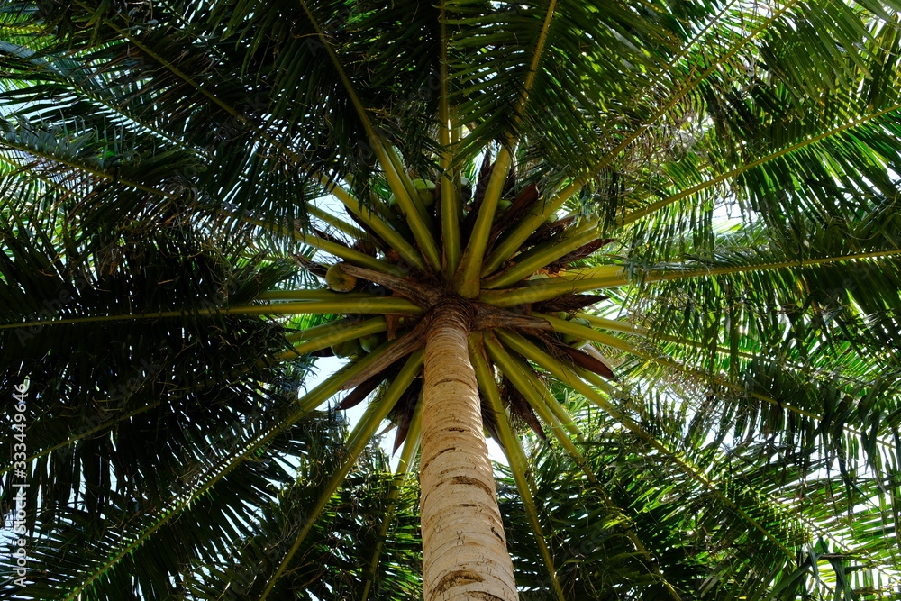 Obraz premium Benan Island Indonesia - perfect palm treetop