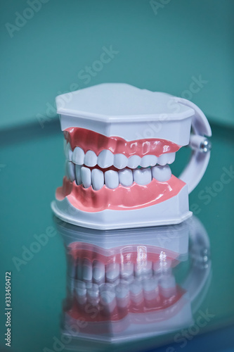 Dental layout of the jaw and teeth in the clinic, training material.