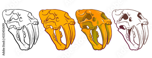 Hand Drawn Cartoon Illustration of saber tooth tiger skull isolated on white background, paleontology symbol. Archeology Sticker. Line and color for coloring