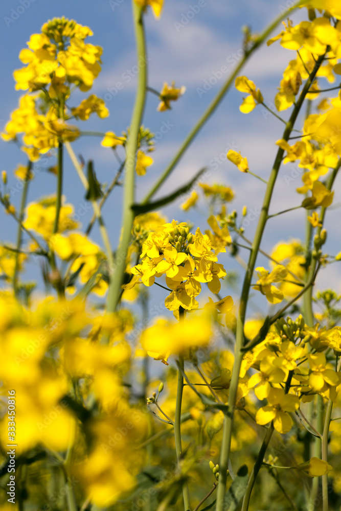 yellow rapeseed flowers yellow rapeseed flowers