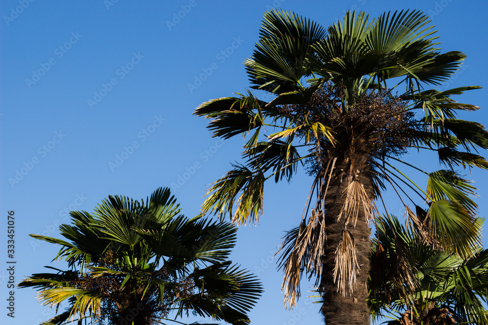 Obraz premium Palm