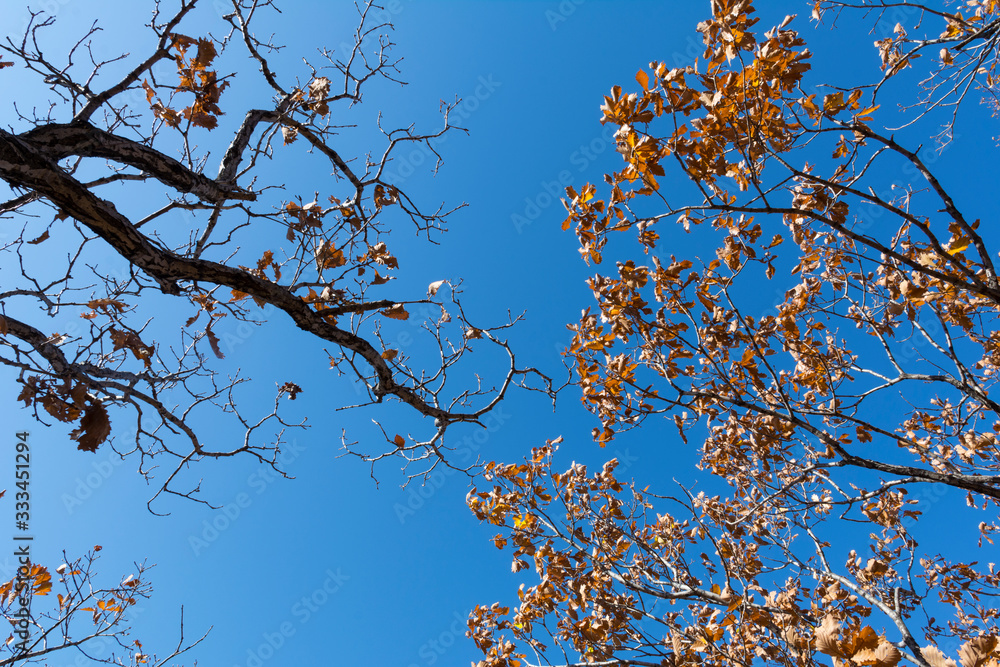 tree branches against blue sky background tree branches against blue sky background
