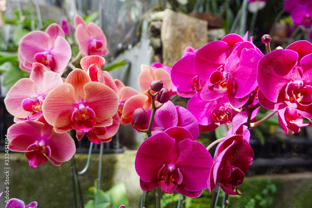 orchid isolated on blur background. Closeup of phalaenopsis orchid. white white Phalaenopsis with pink stripe hybrid orchid isolated on blur background. Closeup of phalaenopsis orchid. white white Phalaenopsis with pink stripe hybrid
