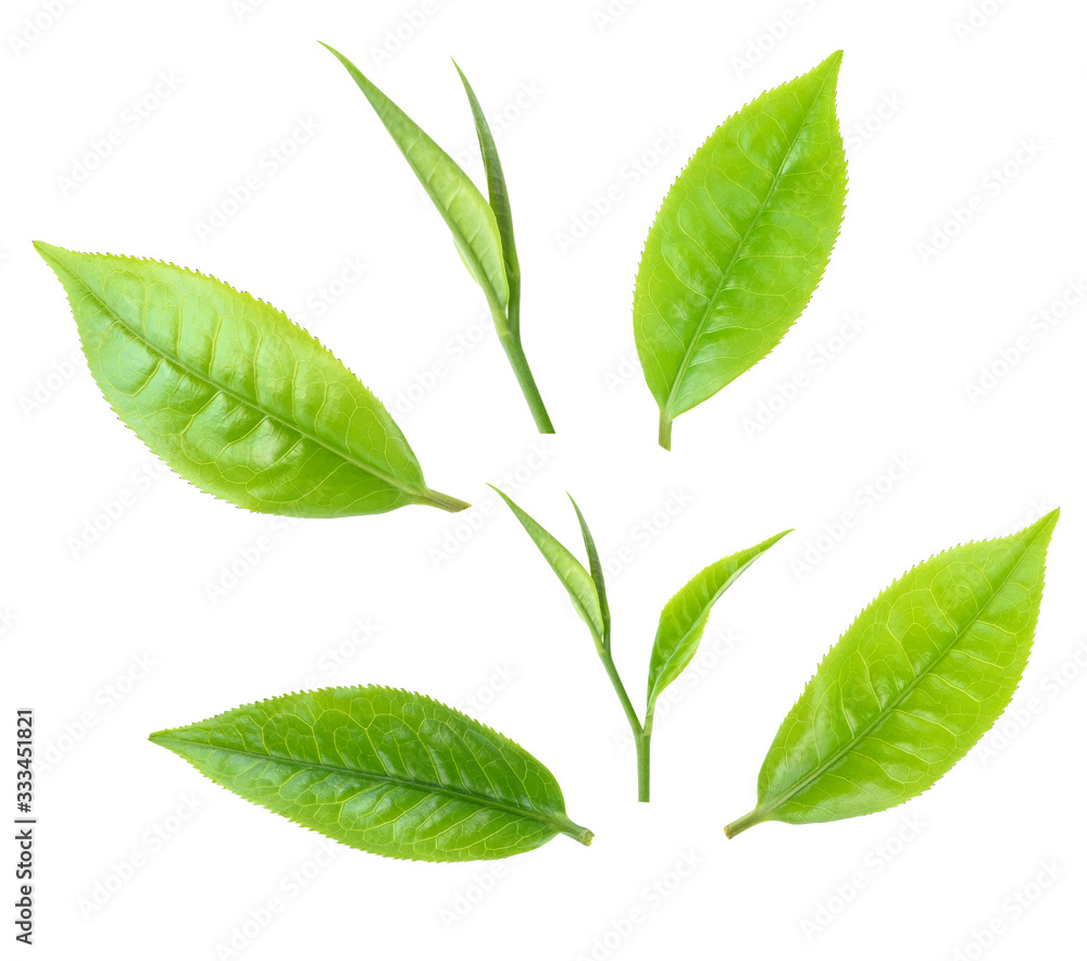 Young green tea leaves Isolated on a white background. Top view Young green tea leaves Isolated on a white background. Top view