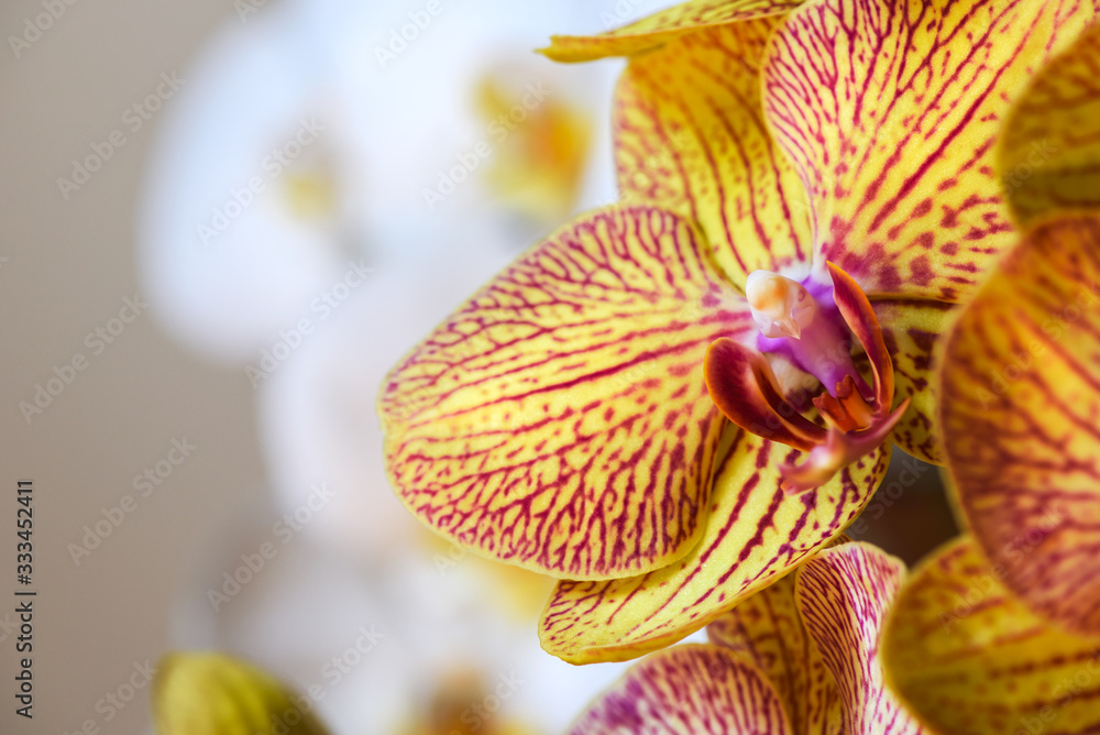 Orchids, Phalaenopsis aphrodite hybrid close-up Orchids, Phalaenopsis aphrodite hybrid close-up