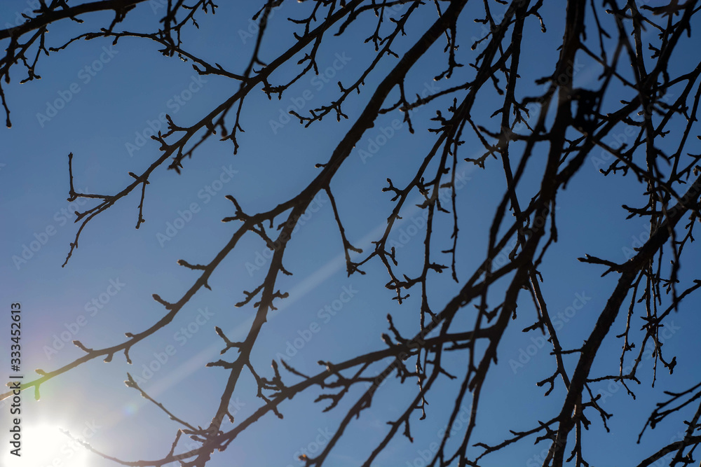 branches of a tree against the background of the read sky and sun branches of a tree against the background of the read sky and sun