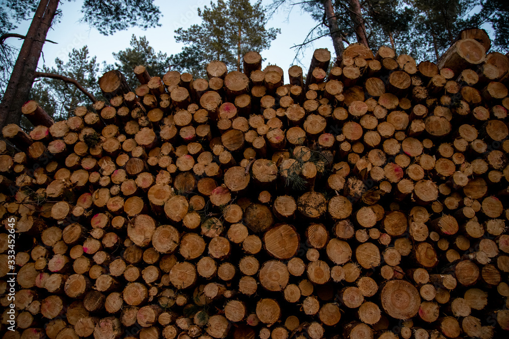 Pine logs - deforestation