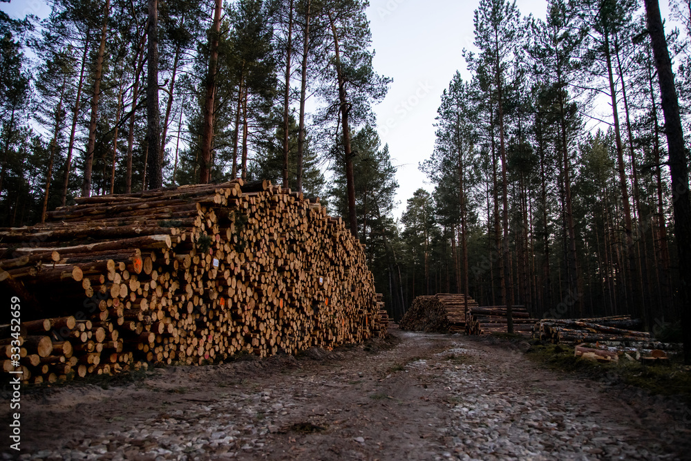 Pine logs - deforestation