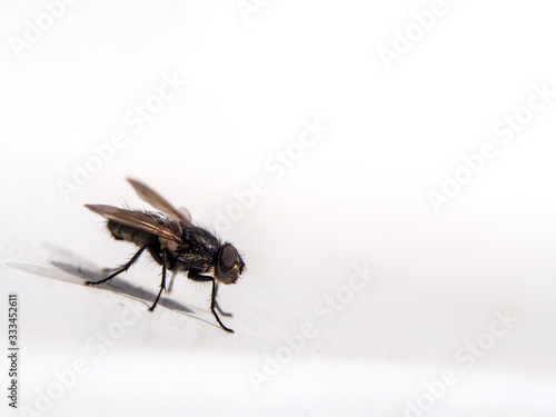 A macro shot of fly on a white background