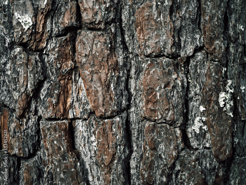Old tree bark patterns occur naturally.