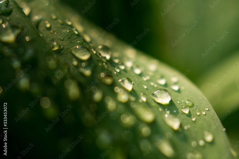Water drops on green leaf Water drops on green leaf