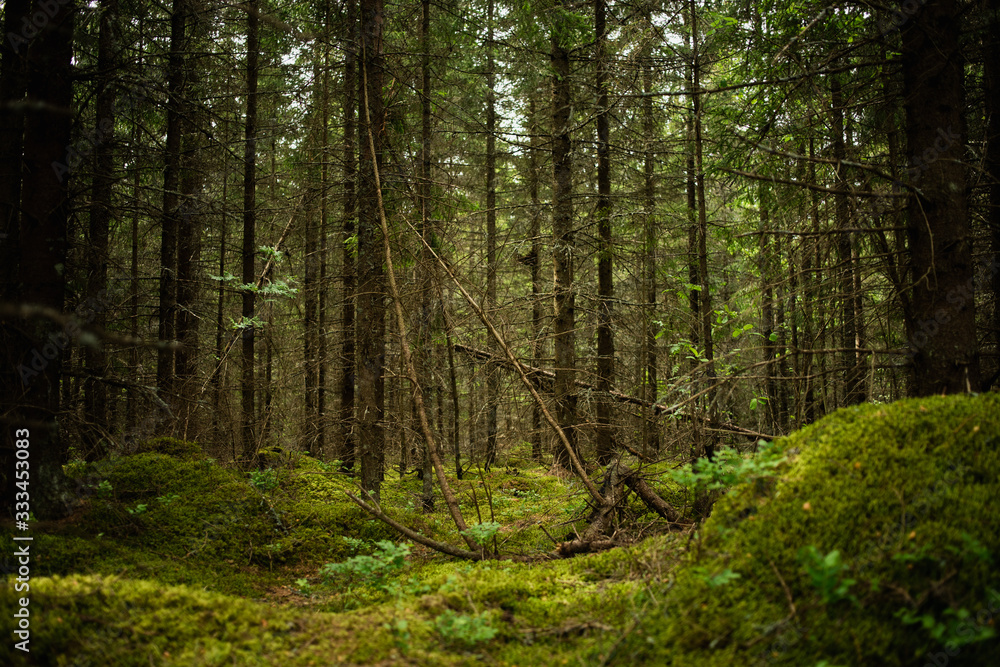 Obraz premium Green forest