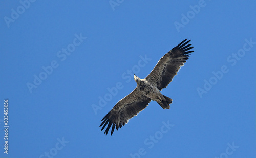 Imperial Eagle  Aquila heliaca   Crete