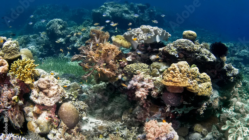 A coral reef surrounded by blue water and various fish.