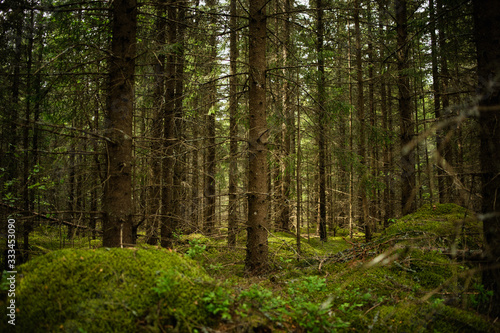 Green forest