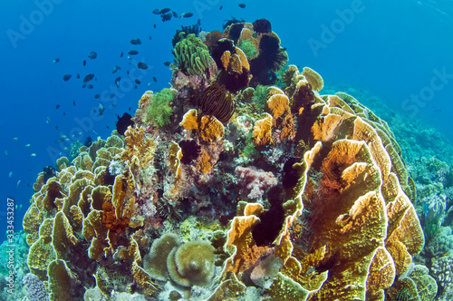 A coral reef surrounded by blue water and various fish.