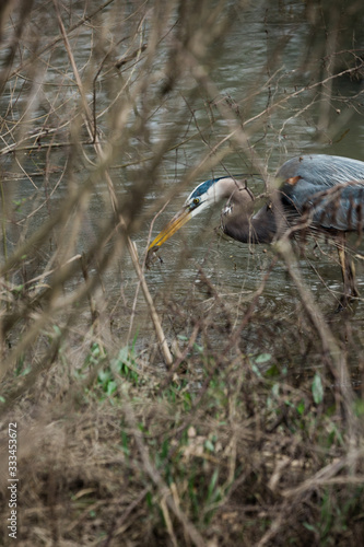 Blue Heron in Swamp Water