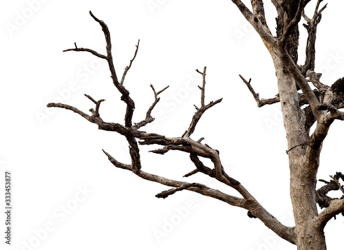 dead tree branches with clipping path isolated on white background.
