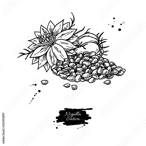 Nigella sativa vector drawing. Black cumin isolated illustration.