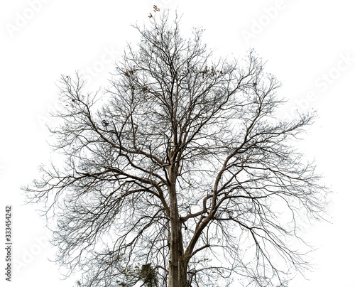 Black of dead tree with clipping path isolated on white background.