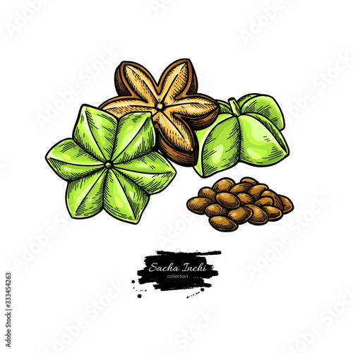 Sacha inchi vector drawing. Hand drawn peanuts and pile of seeds. Botanical illustration. Herbal style sketch